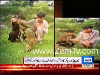 Children playing with cute little tiger in Mansehra