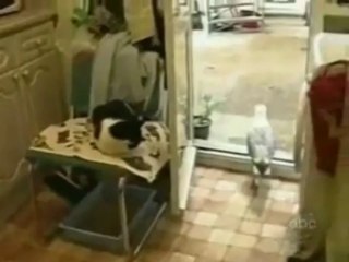 Ein Dieb kommt ins Haus