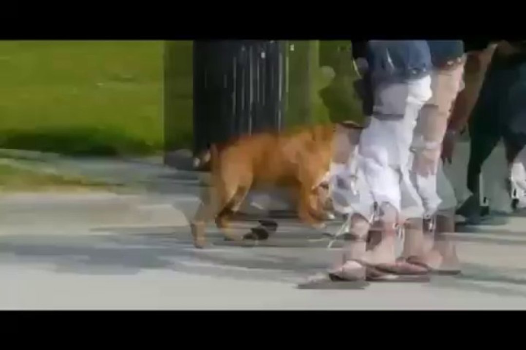 Ein Skateboarder Hund