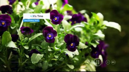 Simple W8 Style - After Effects Template