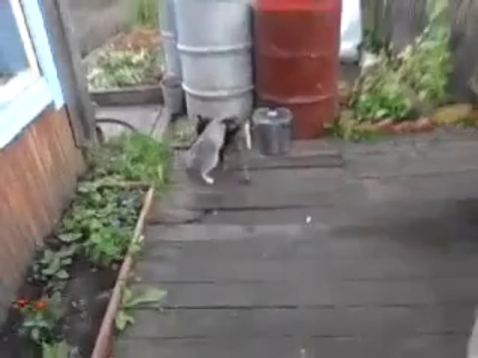 Hund rettet Katze