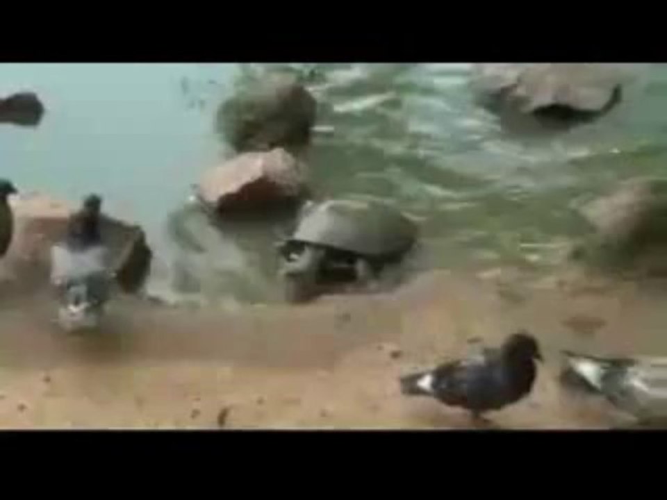 Hungerige Schildkröte