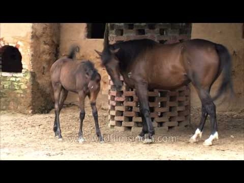 Brown foal sucking her mothers milk