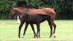 Mother and baby horse nuzzling each other at Indian stud farm