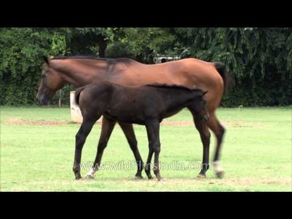 Mother and baby horse nuzzling each other at Indian stud farm