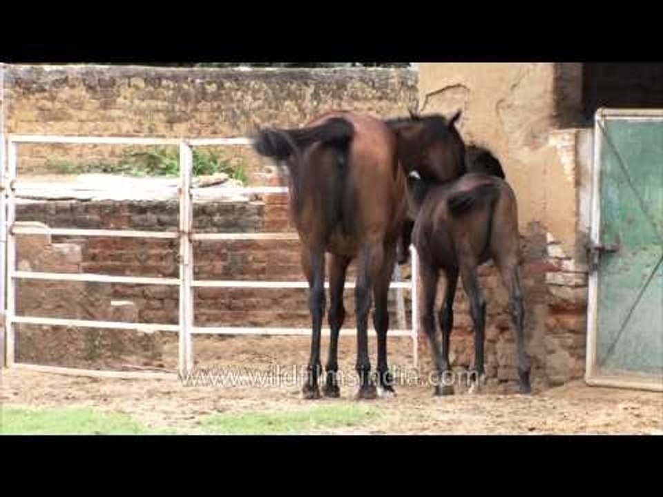 Horses loitering outside the stable