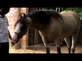 Man gets licked by his white horse