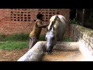 Horse chewing his food