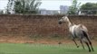 Winning horses are born here in Gurgaon's stud farms