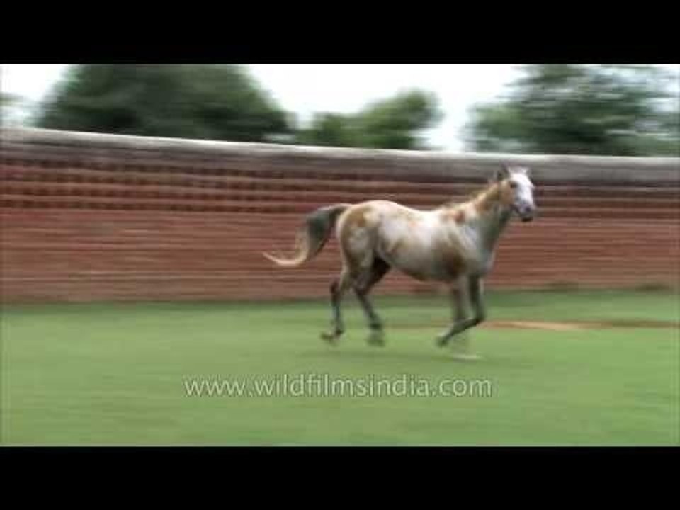 India's winning horses come from this Gurgaon stud farm!