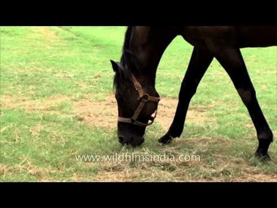 Indian winning race horse source : Nakul Stud Farm