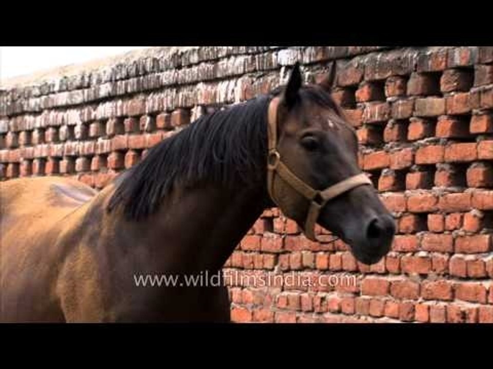 Nakul Stud Farm: the finest Indian race horses...
