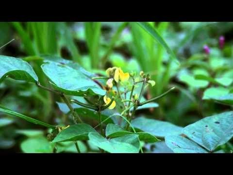 Grasslands of Rajasthan, with flowering shrubs