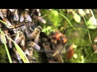 Wasps and bees don't live together as friends