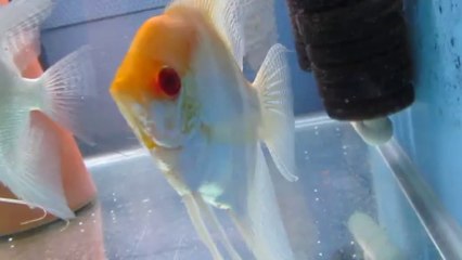 Blue Silver & Albino Silver Angelfish Pair by ilhan özdemir