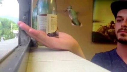 Download Video: Il sauve un bébé Colibri et le nourrit. Trop mignon!