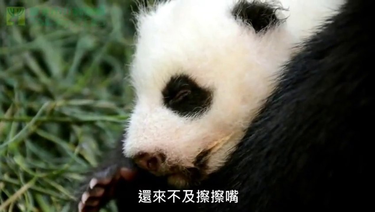 Un bébé Panda trop mignon avec sa mère!