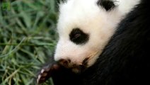 The Giant Panda Baby Growing Up.