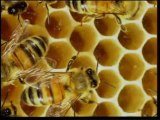 Muhteşem Arılar - Bal Arısının Sırrı Nedir _