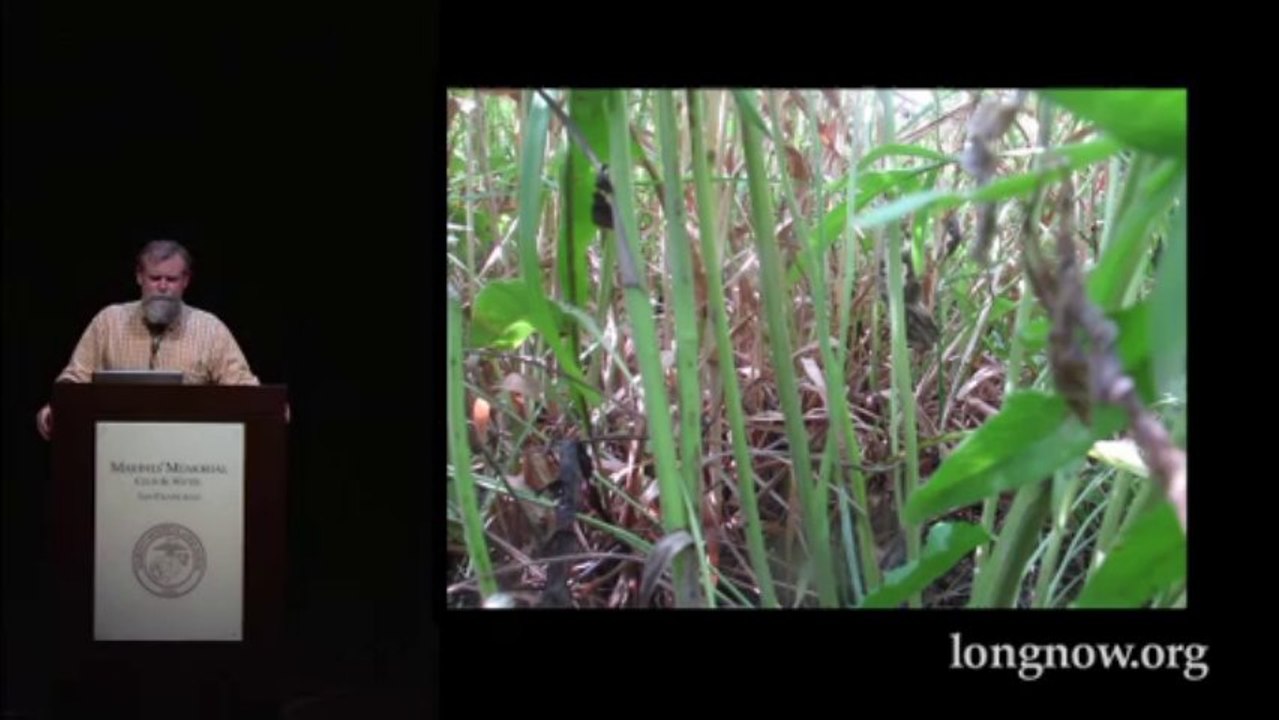 Mass Extinction Looks Like a GMO Field in Iowa