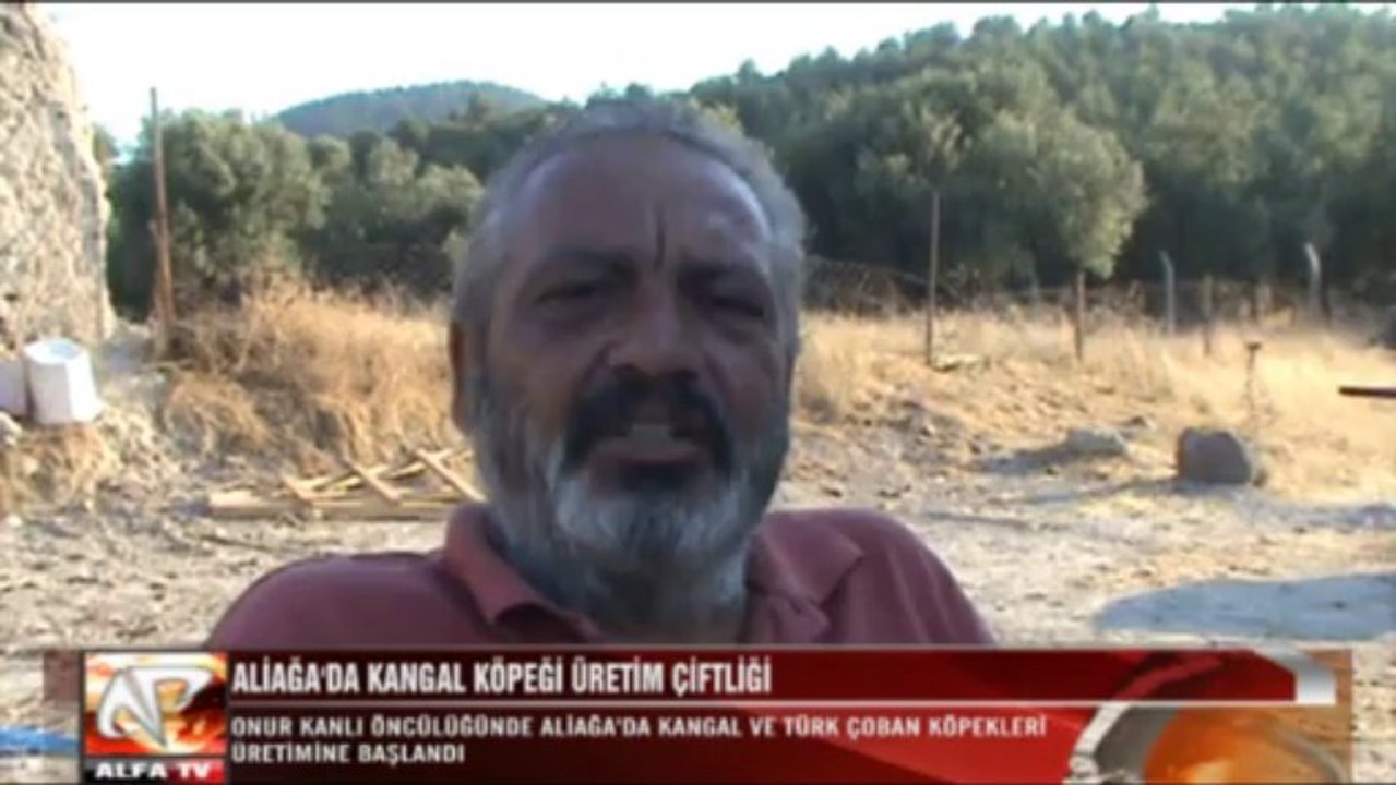 Sivas Kangal Köpeği Aliağa Üretim Çiftliği