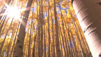 Philip Cottrell Sunlight in the trees Spain