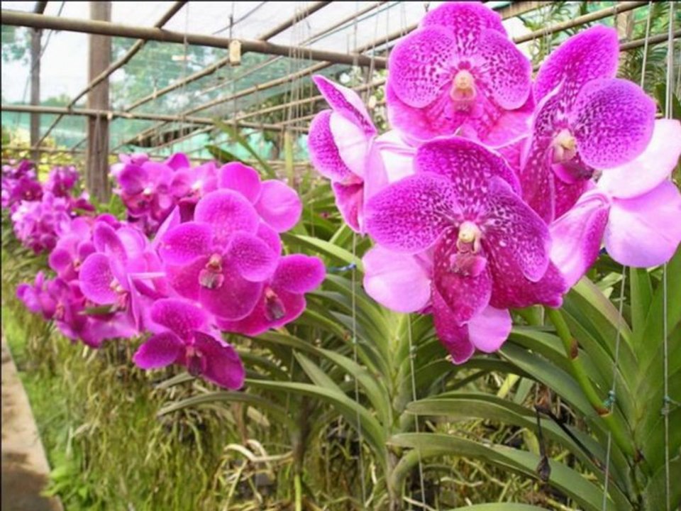 Der Königs Garten in Tailand