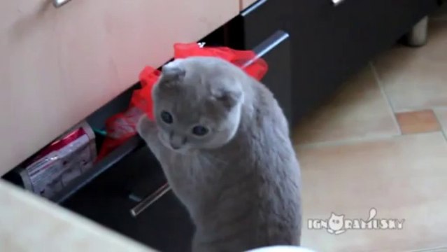 Un chat surpris en train de fouiller