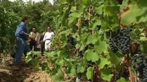 Vins à la carte - La Vallée du Rhône