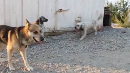 yavrusunu kıskanan setter av köpeği