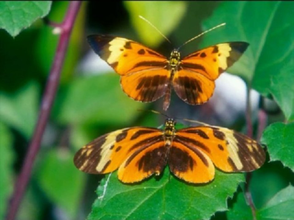 Schmetterlinge