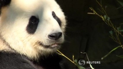 Giant panda gives birth in Washington, but who's the daddy?