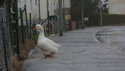 Breteuil: une oie en promenade rue du Général-Leclerc