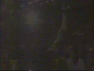 Yokozuna vs The Undertaker