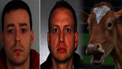 Jello Covered Man Has Sex with Cow, Cow Commits Suicide