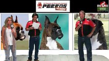 PERROS AL AIRE 23 DE FEBRO DE 2014