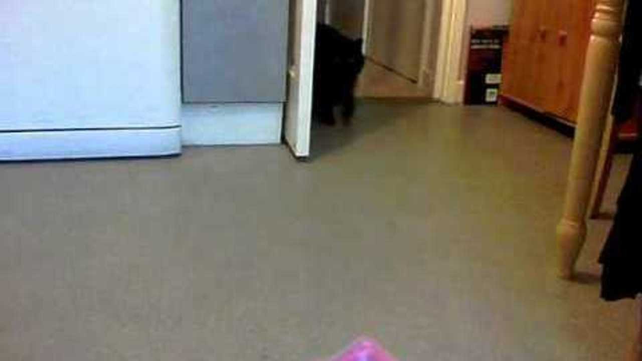 very hungry kitty :-)