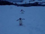 Pingouins gantoo