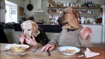 perros humanos comiendo juntos