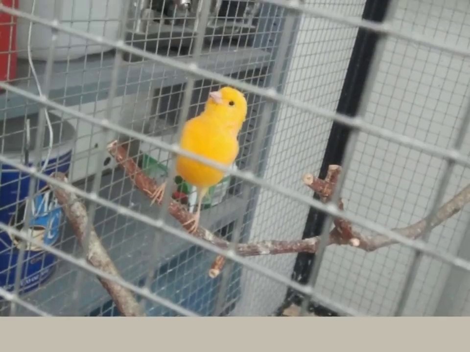 Dr. Zoro & Dr. Tweetie