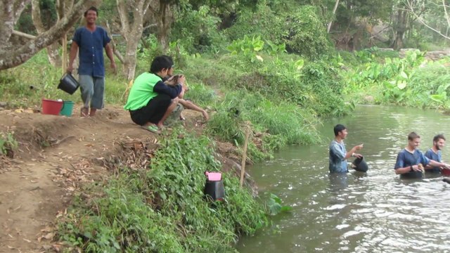 Lavage des éléphants à Chiang Mai (Thaïlande)