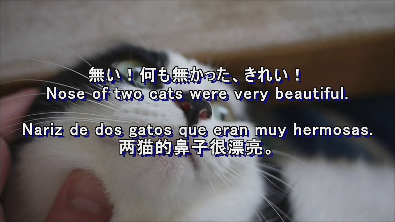 猫の鼻くそ,cat nose dirt,鼻屎猫,gato nariz suciedad