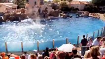 Dolphin Discovery - SeaWorld San Diego OFFICIAL