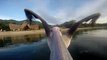 Un pélican apprend à voler : Merci GoPro!