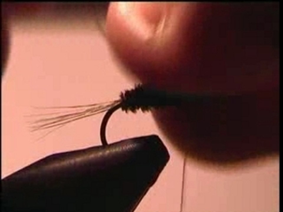 la pheasant tail