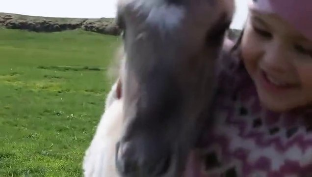 Little Girl Playing With Baby Horse Is The Cutest
