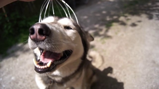 Ce chien adore les massages de la tête... Adorable!