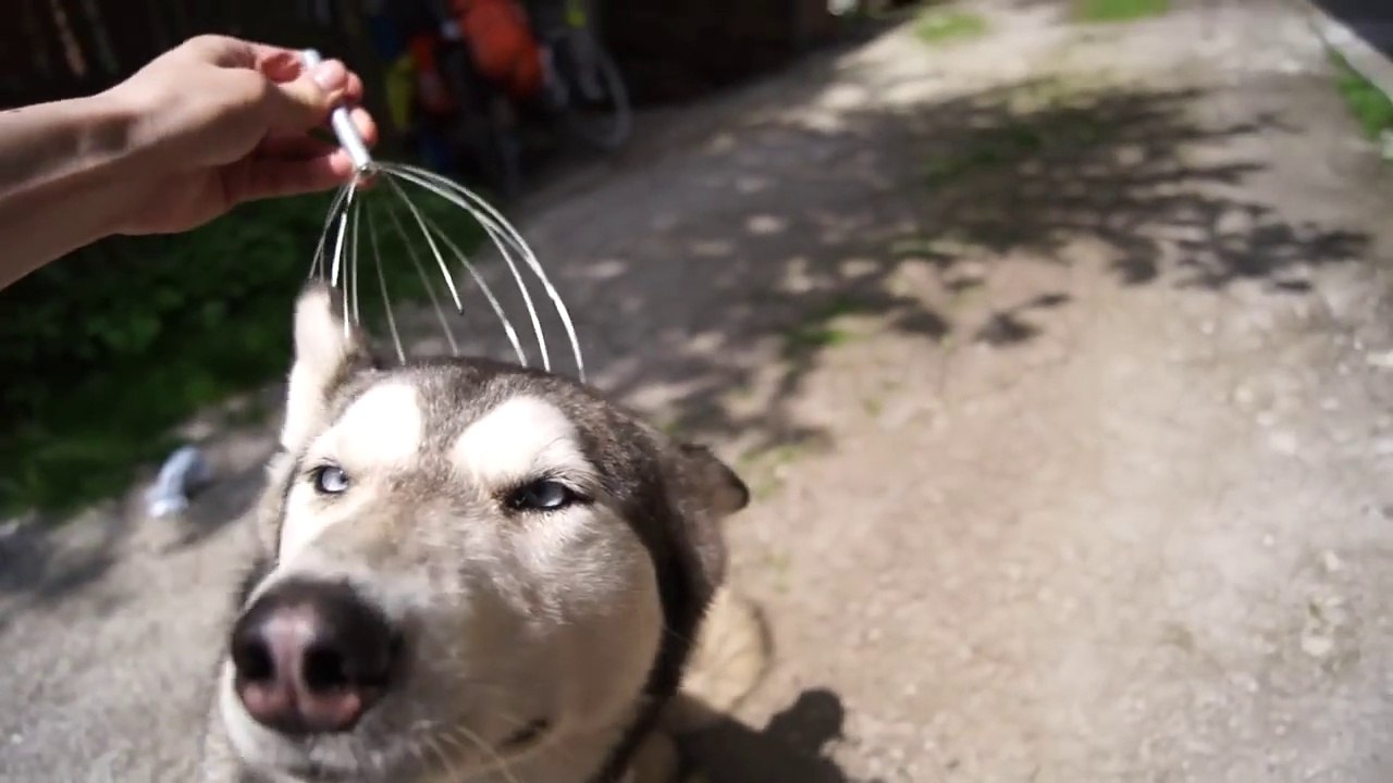 Dog Really Enjoys Head Massager