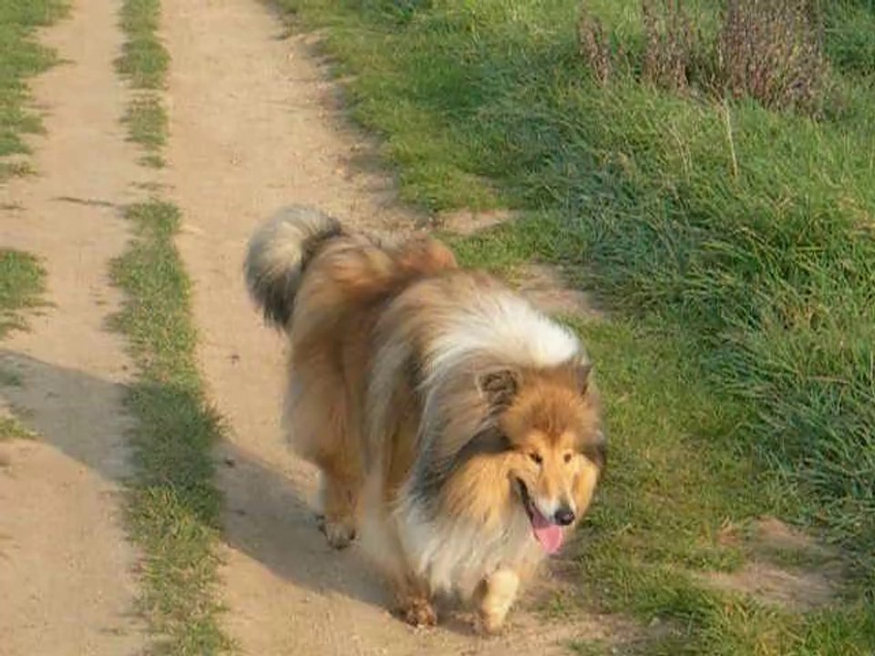 Davis toujours en promenade suite DSCN6265