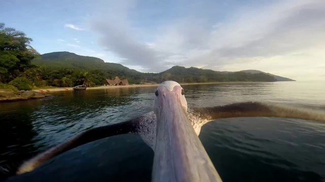 GoPro sur le bec d'un pélican